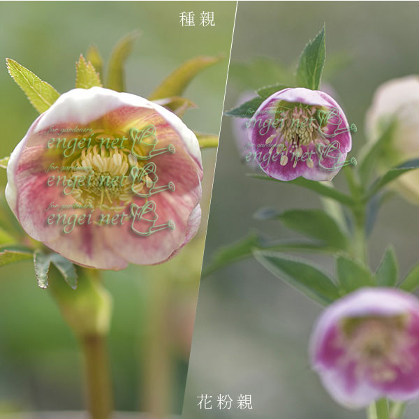 【お1人様1ポット】大和園さんのクリスマスローズ苗：25-02イエローパステリッシュ×パステリッシュ小輪系3号ポット