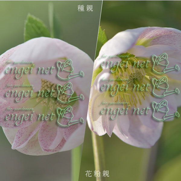 【お1人様1ポット】大和園さんのクリスマスローズ苗：25-06中輪フレックルキスカップ咲き×中輪フレックルキスカップ咲き3号ポット