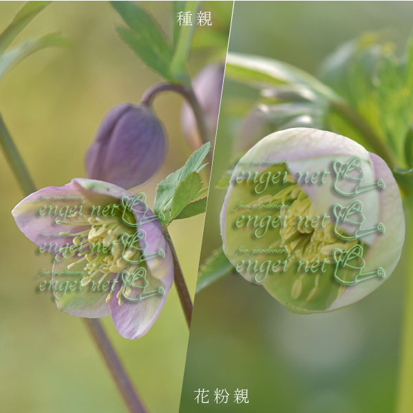 【お1人様1ポット】大和園さんのクリスマスローズ苗：25-11プルプラセンス交配×プルプラセンス交配3.5号ポット