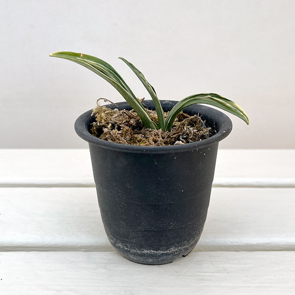 オモト（万年青）：剣舞3号プラ鉢植え【現品販売263639】