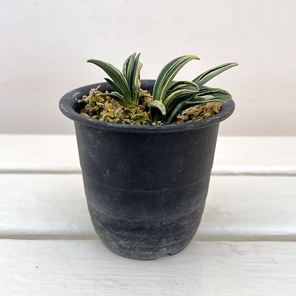 オモト（万年青）：瑞泉3号プラ鉢植え【現品販売263640】