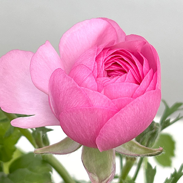 ラナンキュラス：マシェ・ピンク3.5号ポット