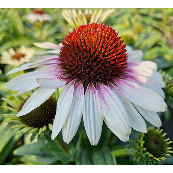 エキナセア：チェリーオンアイス3.5-4号ポット