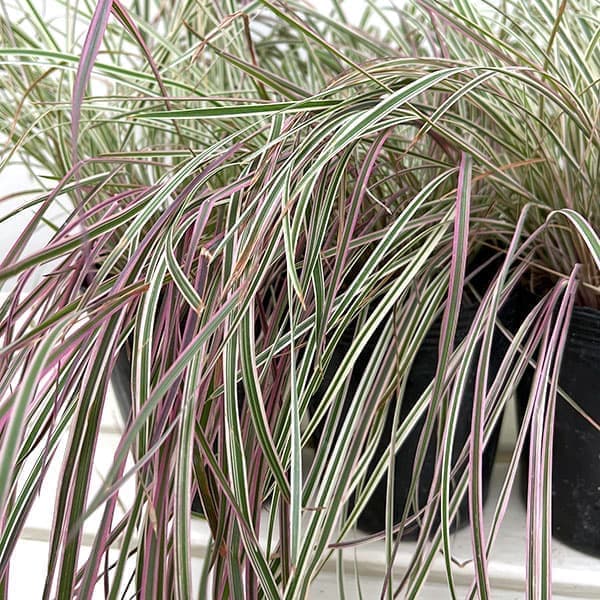 [26年6月中下旬予約]スキザクリウム：カメレオン3号ポット