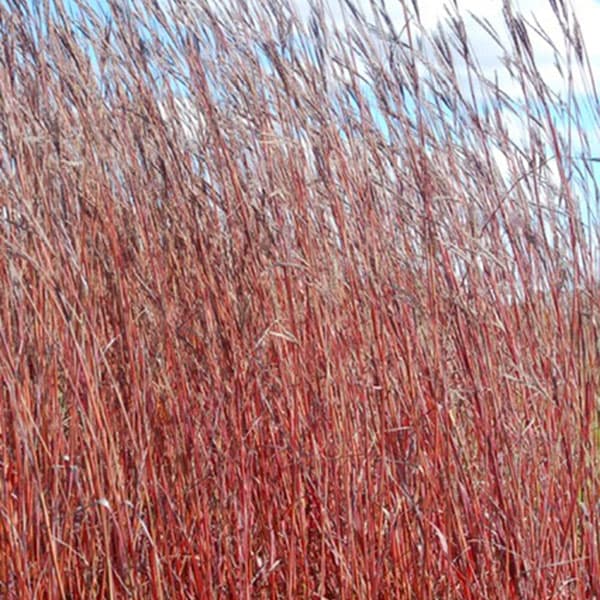 [26年6月中下旬予約]アンドロポゴン レッドシフトオクトーバー3号ポット