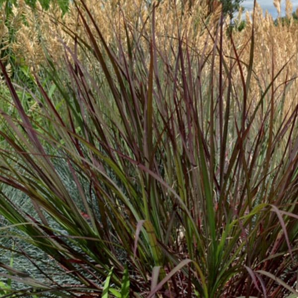 [26年6月中下旬予約]アンドロポゴン ブラックホークス3号ポット