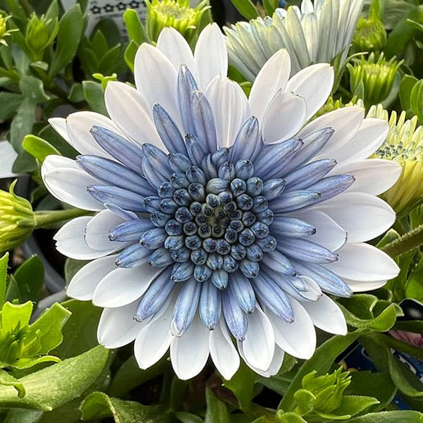 オステオスペルマム（八重）：3Dブルースティール3.5号ポット*