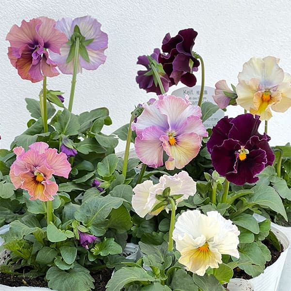 パンジー：フェデネージュ　クリームピンク3-3.5号ポット