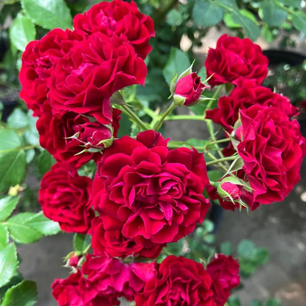 [バラ行燈予約][送料無料]つるバラ：クリムゾン シルエッタ8号大型アンドン仕立て