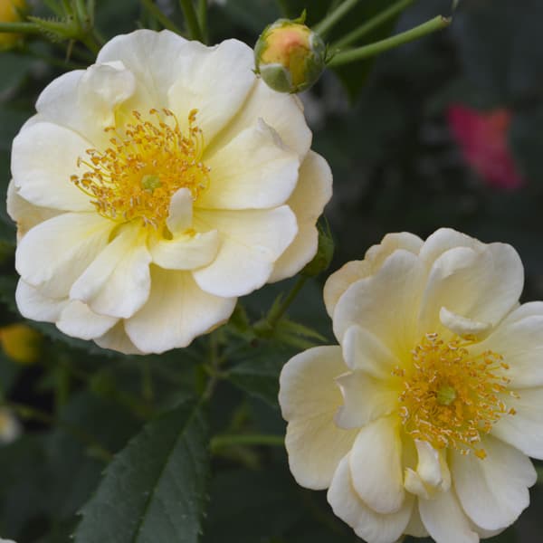 [バラ行燈予約][送料無料]つるバラ：サニー シルエッタ8号大型アンドン仕立て