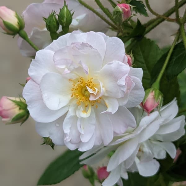 [バラ行燈予約][送料無料]つるバラ：スイート シルエッタ8号大型アンドン仕立て