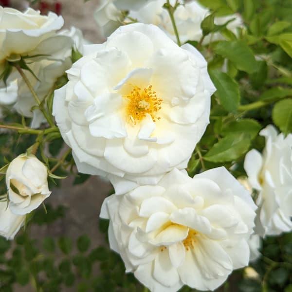 [バラ行燈予約][送料無料]つるバラ：真白（ましろ）8号大型アンドン仕立て