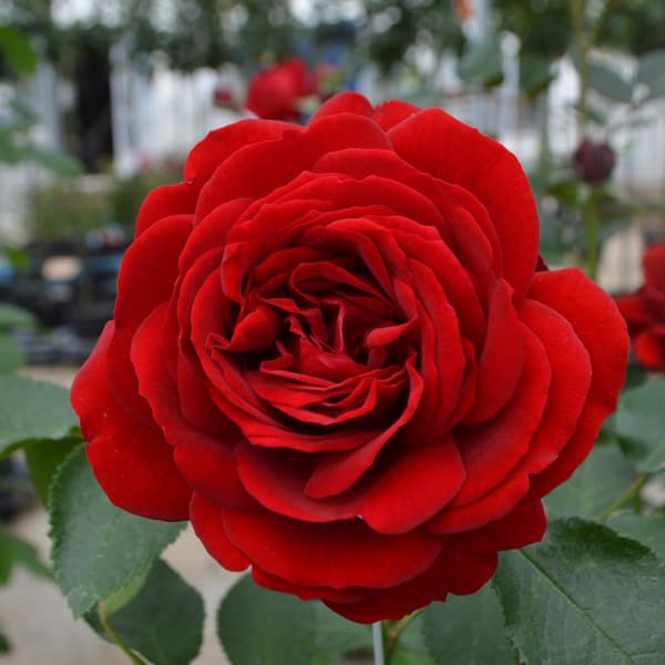 [バラ行燈予約][送料無料]つるバラ：ライデンシャフト（TM）8号大型アンドン仕立て