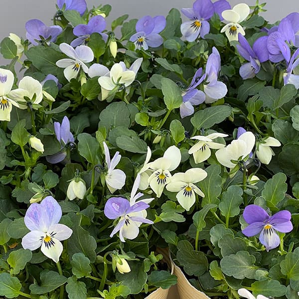 ビオラ：宮崎ビオラ（アイディアルフラワーさん）　白うさぎ3.5号ポット 3株セット