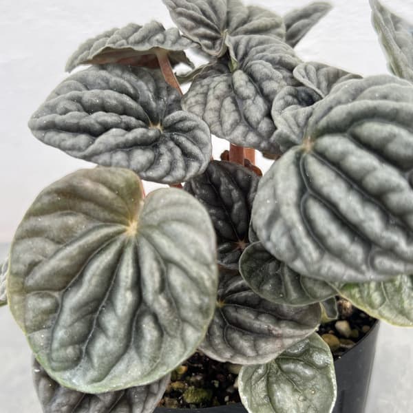 ぺぺロミア ：sp.グレー（カペラータ系）3号ポット