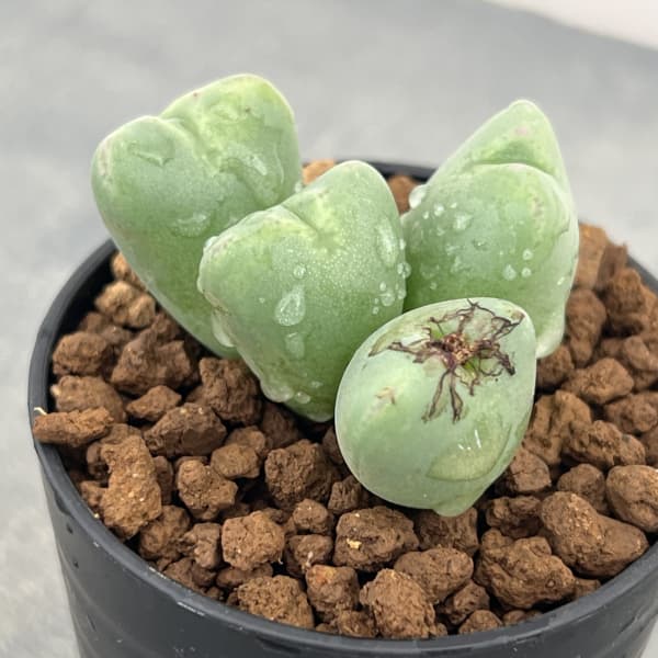 コノフィツム：花おどり　2.5号ポット