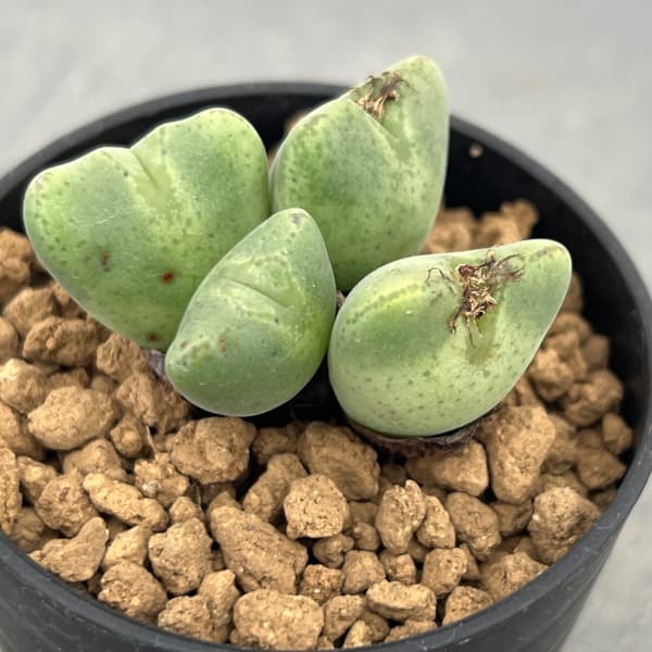 コノフィツム：御所車　2.5号ポット