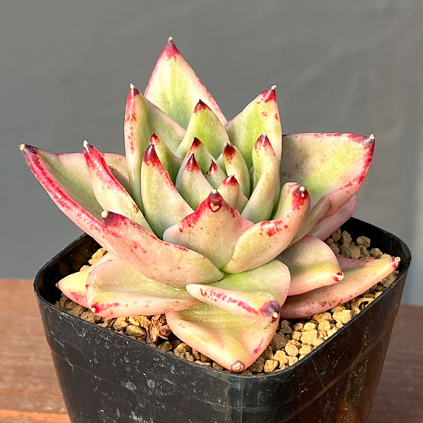 エケベリア：アイケソウル錦　2.5号ポット