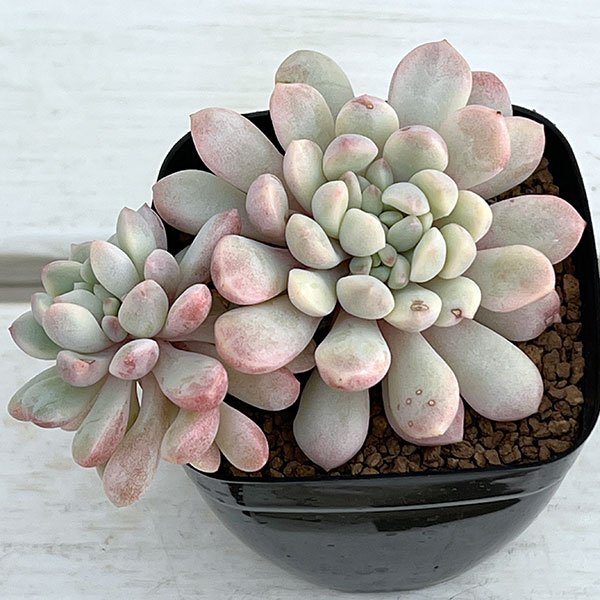 エケベリア：レッドバル錦　2.5号ポット