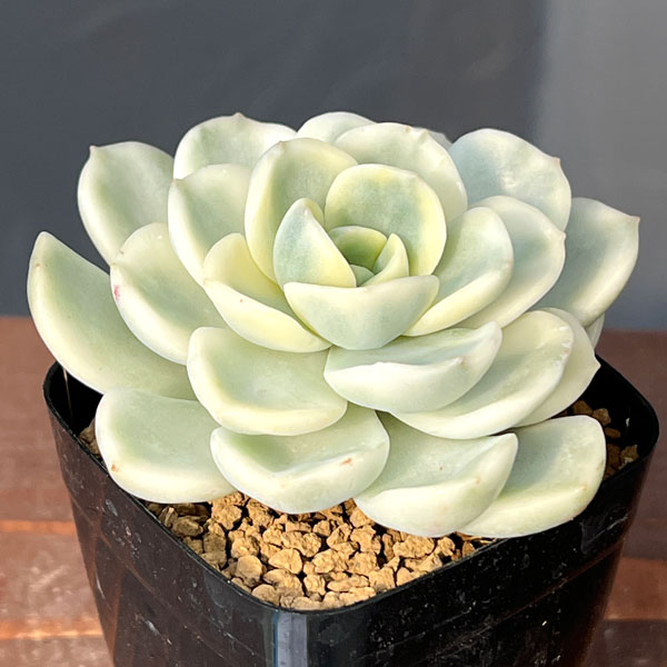 エケベリア：フレンドシップ錦　2.5号ポット