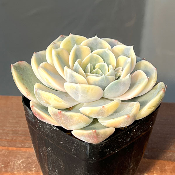 エケベリア：タイニーバーガー錦　2.5号ポット