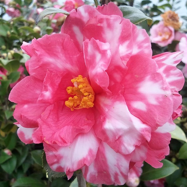 [26年2月中下旬予約]ツバキ（椿）:ユキツバキ春日山（かすがやま）3.5号ポット