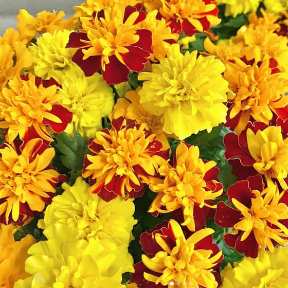 [26年3月中下旬予約]マリーゴールド ：なかよしマリー花色ミックス植え3.5号ポット