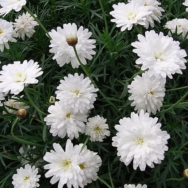 [26年2月中下旬予約]マーガレット：モリンバ　ミニダブルホワイト3.5号ポット