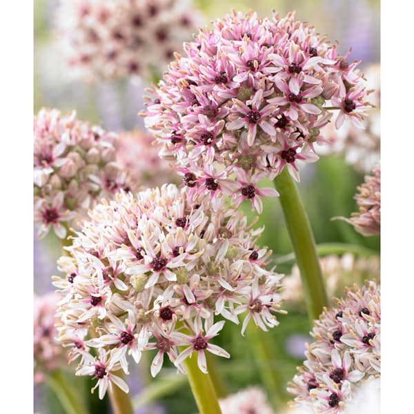 アリウム ：シルバースプリング4.5号ポット