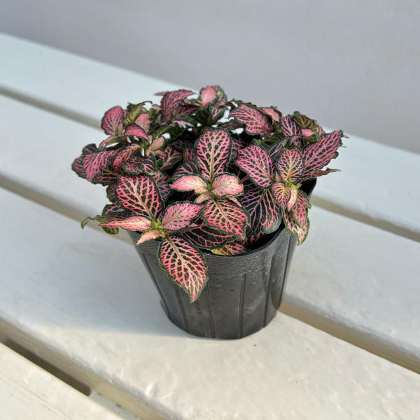 フィットニア：クリスタルピンク　3号ポット