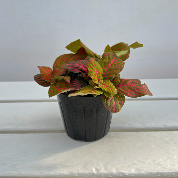 フィットニア：ショコラ　3号ポット