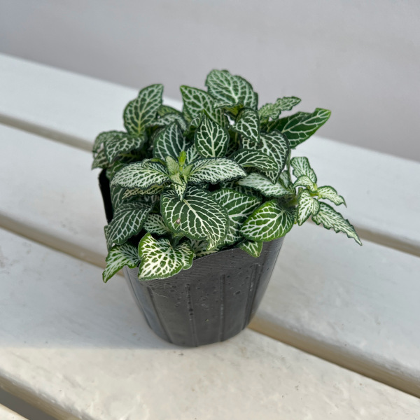 フィットニア：ラバーズ　3号ポット