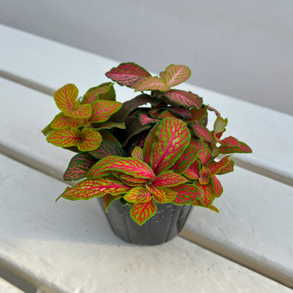 フィットニア：ジェイド　3号ポット