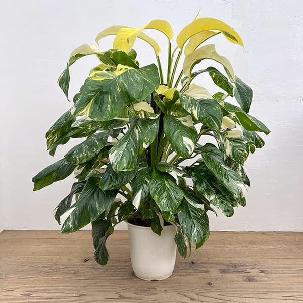 モンステラ：レクレリアナ　バリエガータ　8号鉢植え