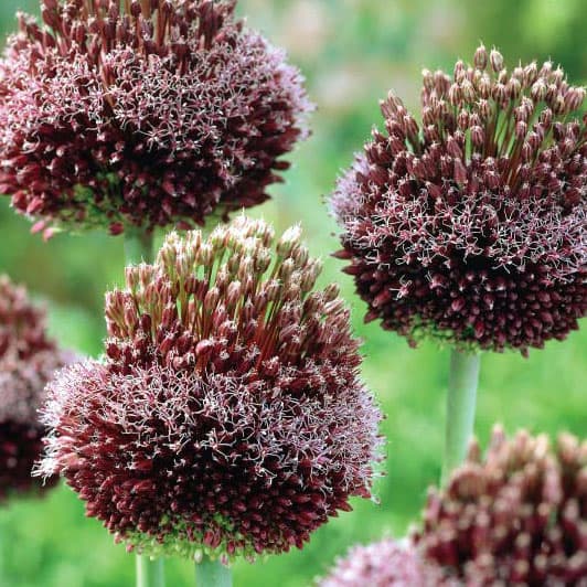 アリウム ：フォーロック 4.5号ポット