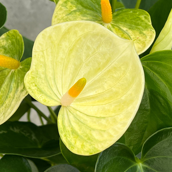 アンスリウム：バニラ　5号鉢植え*