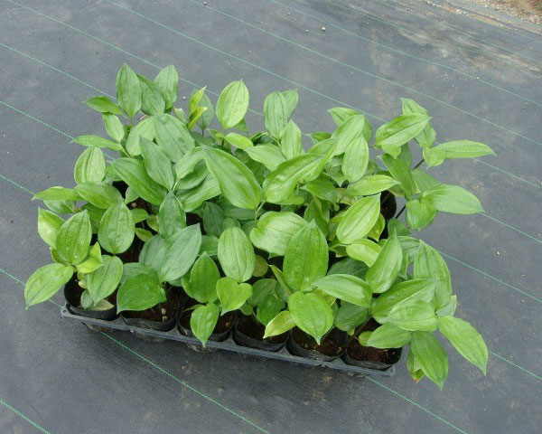 トキワナルコユリ：丸葉　3号ポット