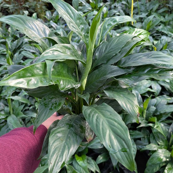 [26年3月中下旬予約]スパティフィラム：スウィートキョリオーサ　5号鉢植え