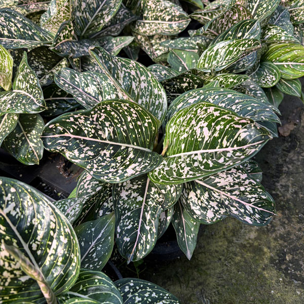 [26年3月中下旬予約]アグラオネマ：トムズプライド　5号鉢植え