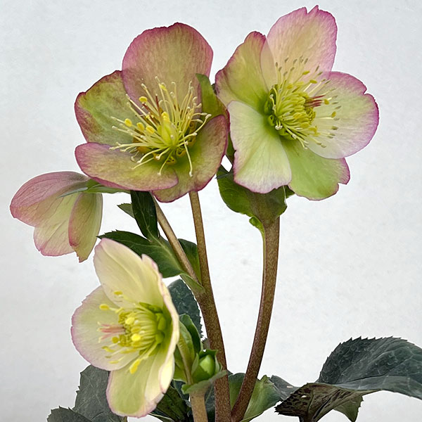 クリスマスローズ：*HGC Ice N’roses 氷の薔薇 ロザリー3.5号ポット