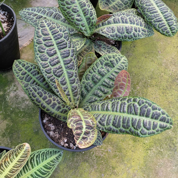 [26年3月中下旬予約]ラビシア（アルディシア）：タートルバック　5号鉢植え