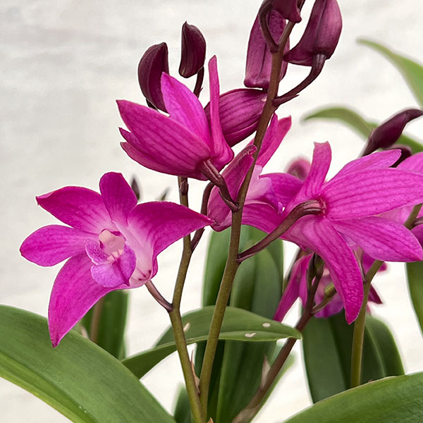 キンギアナム：ダークジョイ4号鉢植え