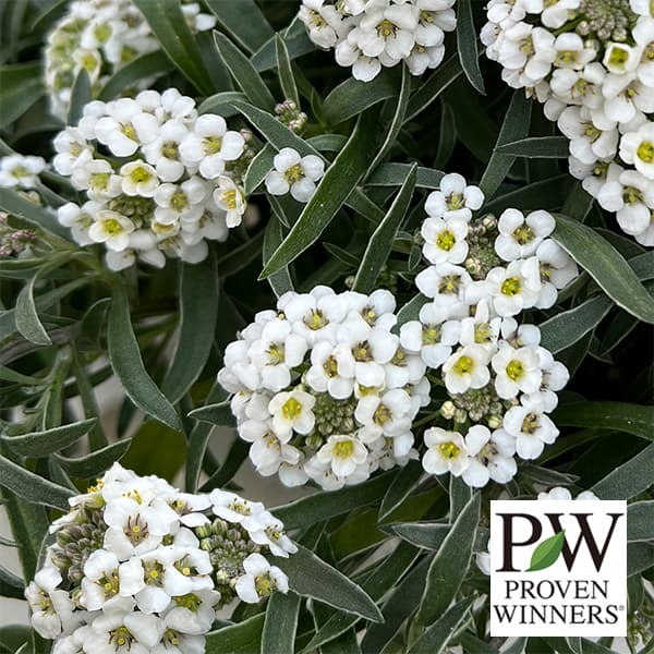 スーパーアリッサム：アイシクルナイト3.5号ポット*