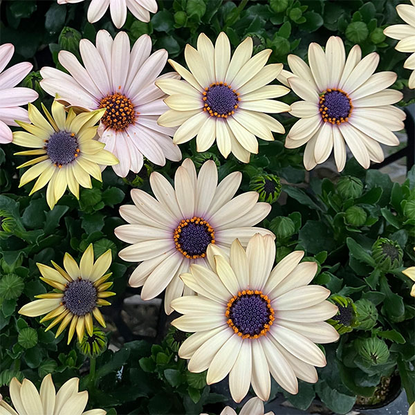 オステオスペルマム：シュガーバター3号ポット