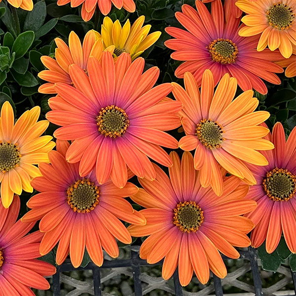 オステオスペルマム：トロピカルマンゴー3号ポット