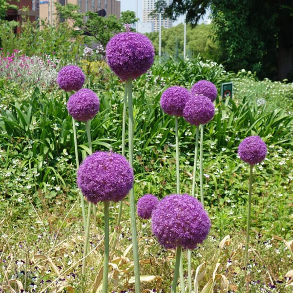 アリウム：ギガンチューム1球植え4号ポット*