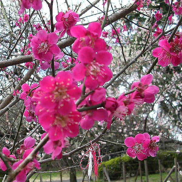 ハナウメ（花梅）：紅千鳥（ベニチドリ）接木苗6号ポット
