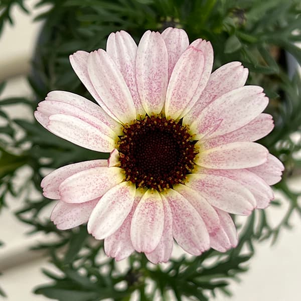 ビジューマム：ミルキートパーズ4号ポット