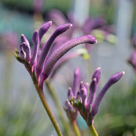 カンガルーポー：カーニバル（gtcarm　濃紫・紫）4号鉢植え