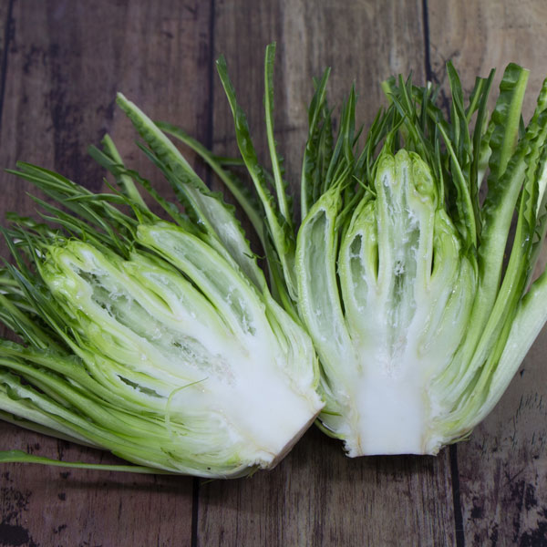 プンタレッラ（アスパラガスチコリー）3～3.5号ポット